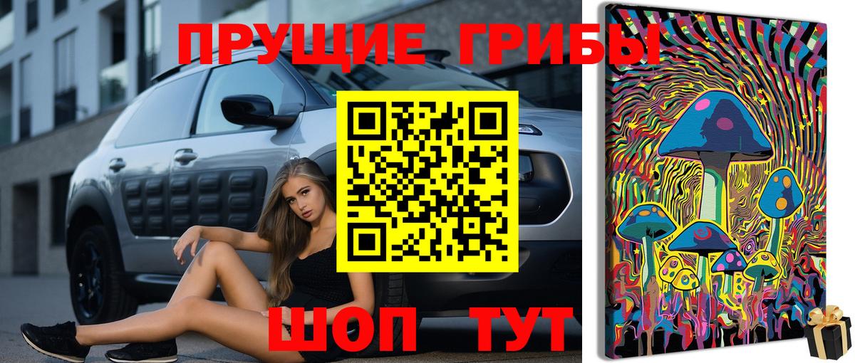 Псилоцибиновые грибы Psilocybine cubensis Тихвин